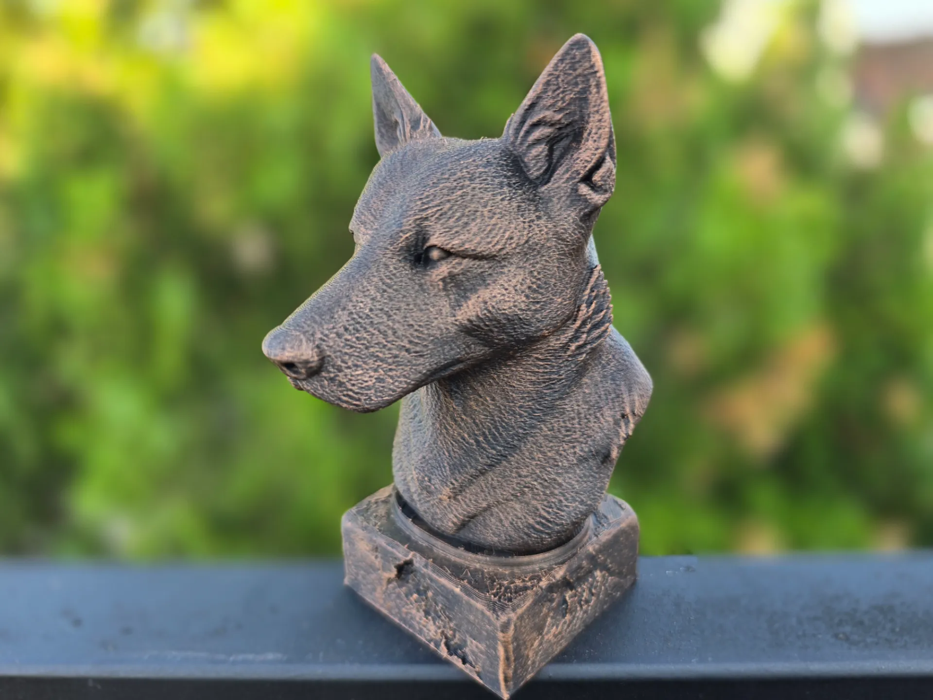 Avustralya sığır çobanı köpeği BÜSTÜ