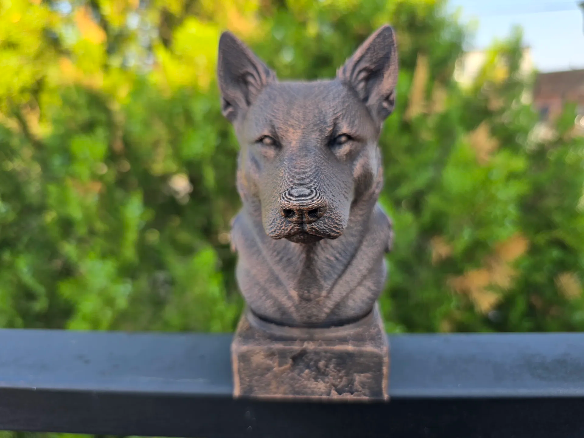 Avustralya sığır çobanı köpeği BÜSTÜ